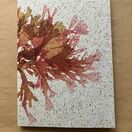 Seaweed Print A5 Notebook - Beautiful Fan Weed additional 1