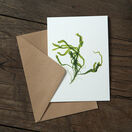 Pack of 8 British Seaweeds Greetings Cards - Set 2 additional 6