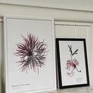 Velvet Horn - Pressed Seaweed Print A4  (framed / un-framed) additional 2