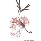 Jointed Pod Weed &amp; Serrated Wrack - Pressed Seaweed Print A4 additional 1