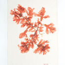 Seaweed Print Linen Tea Towel - Sea Oak additional 1
