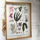 British Seaweeds Poster 50 x 70 cm additional 3