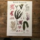 British Seaweeds Poster 50 x 70 cm additional 1