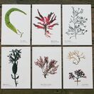 12 British Seaweeds Postcards - SET ONE additional 3