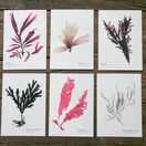 12 British Seaweeds Postcards - SET ONE additional 2