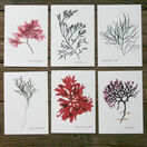12 British Seaweeds Postcards - SET TWO additional 5