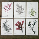 12 British Seaweeds Postcards - SET TWO additional 4