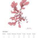 Seaweed Calendar 2024 - SPECIAL OFFER! additional 12