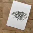 Velvet Horn Weed Greeting Card (Isles of Scilly) additional 1