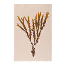 Tidelines Collection - Netted Winged Weed on Rose Grey Murano Paper additional 1