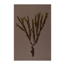 Tidelines Collection - Netted Winged Weed on Slate Grey Murano Paper additional 1