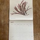 Seaweed Calendar 2025 additional 6