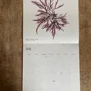 Seaweed Calendar 2025 additional 9