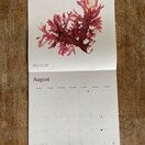 Seaweed Calendar 2025 additional 10