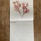 Seaweed Calendar 2025 additional 12