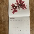 Seaweed Calendar 2025 additional 13