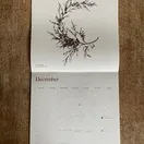 Seaweed Calendar 2025 additional 14