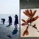 Seaweed Pressing Workshop - Thursday 10th April 2025 (AM) additional 1