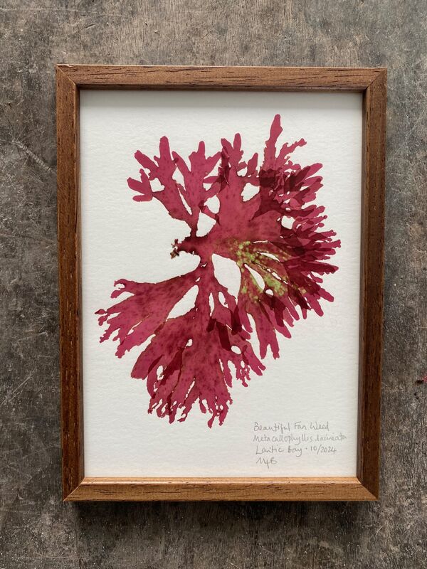 Original MINI Framed Seaweed Pressings