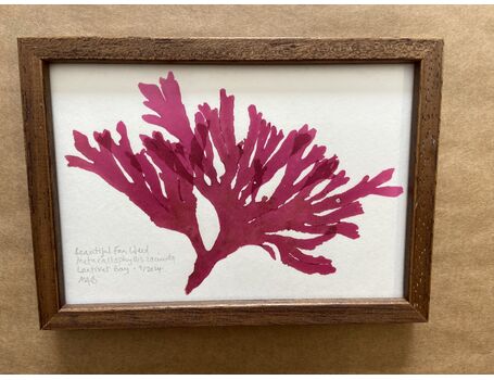 Original Mini Framed Seaweed Pressing - Beautiful Fan Weed (Landscape)