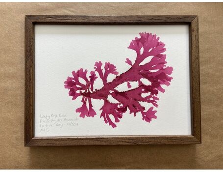 Original Mini Framed Seaweed Pressing - Leafy Rose Weed