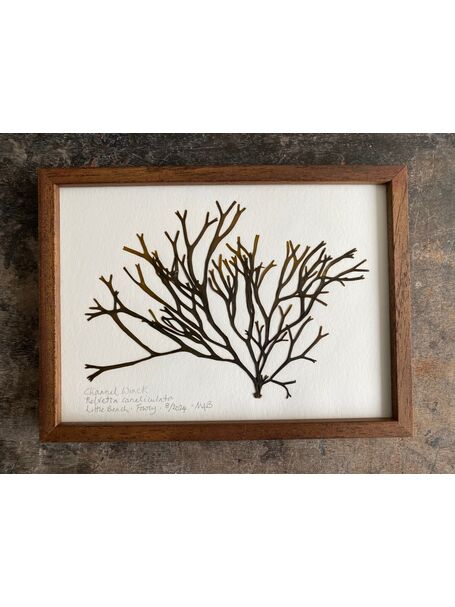 Original Mini Framed Seaweed Pressing - Channel Wrack