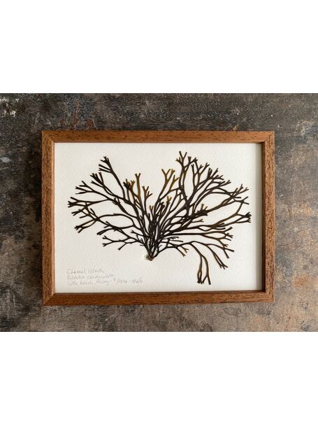 Original MIni Framed Seaweed Pressing - Channel Wrack