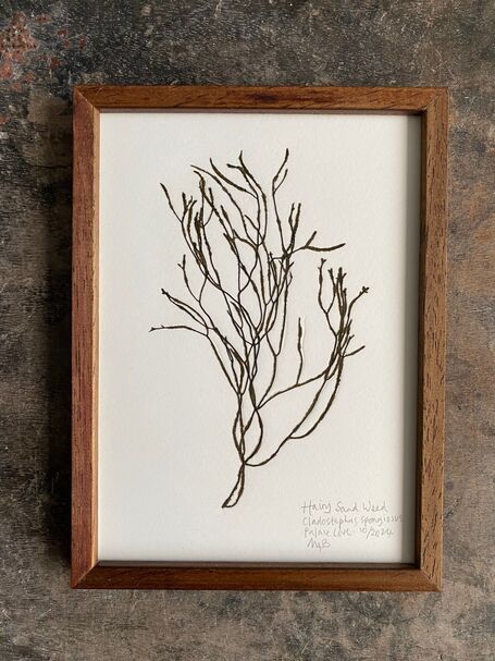 Original Mini Framed Seaweed Pressing - Hairy Sand Weed