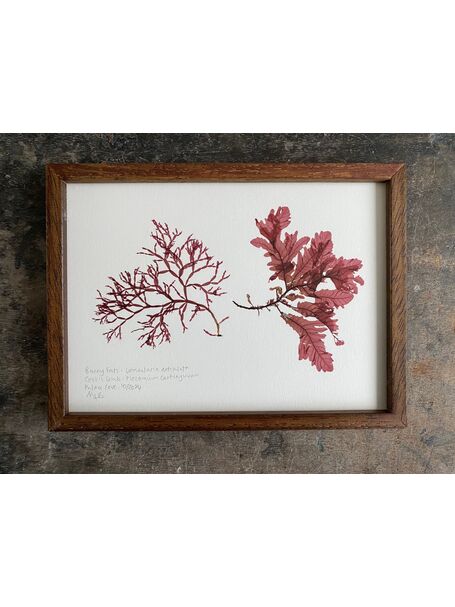 Original Mini Framed Seaweed Pressing - Bunny Ears &amp; Sea Oak