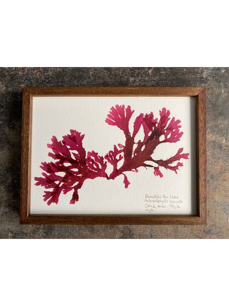 Original Mini Framed Seaweed Pressing - Beautiful Fan Weed