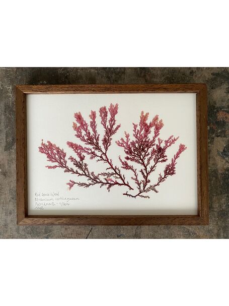 Original Mini Framed Seaweed Pressing - Red Comb Weed