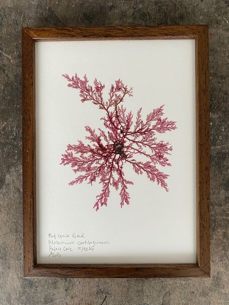 Original Mini Framed Seaweed Pressing - Red Comb Weed