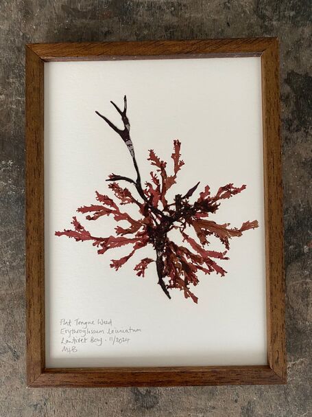 Original Mini Framed Seaweed Pressing - Flat Tongue Weed