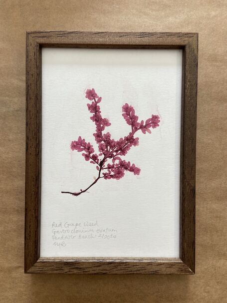 Original Mini Framed Seaweed Pressing - Red Grape Weed