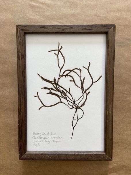 Original Mini Framed Seaweed Pressing - Hairy Sand Weed