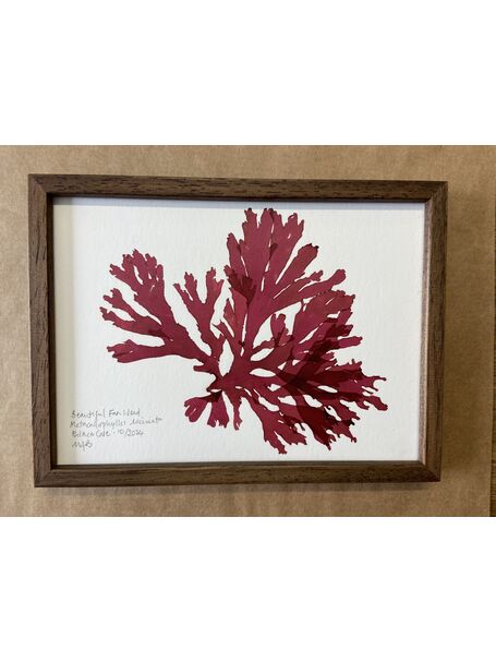 Original Mini Framed Seaweed Pressing - Beautiful Fan Weed (Landscape)