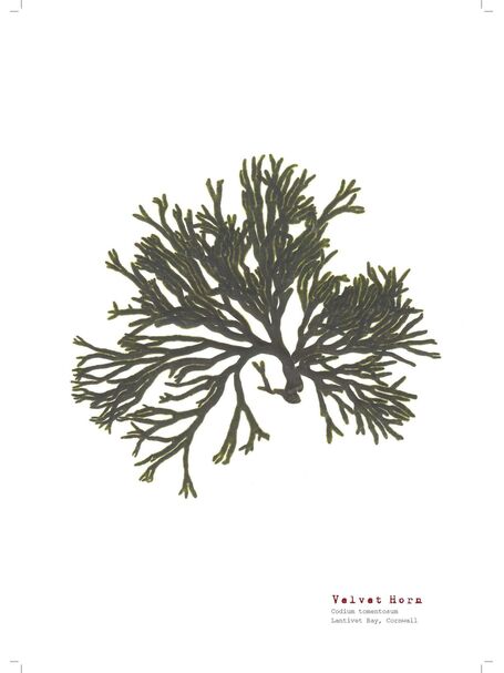 Velvet Horn - Pressed Seaweed Print A4  (framed / un-framed)