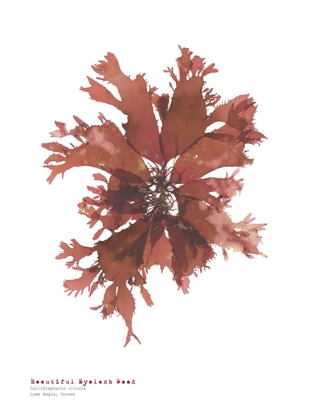 Beautiful Eyelash Weed - Pressed Seaweed Print A4