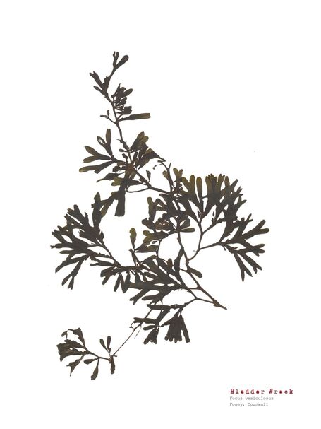 Bladder Wrack - Pressed Seaweed Print A4