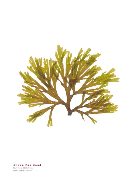 Brown Fan Weed - Pressed Seaweed Print A4