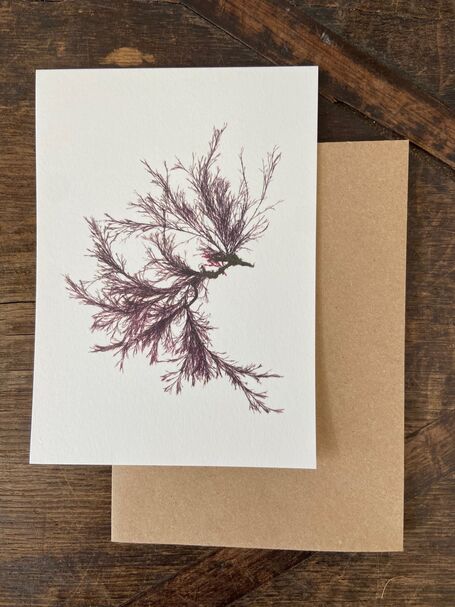 Siphon Weed - Greeting Card