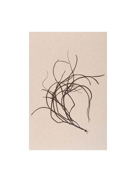 Tideline Collection - Thong Weed on Rose Grey Murano Paper