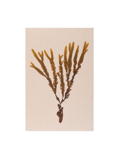 Tidelines Collection - Netted Winged Weed on Rose Grey Murano Paper