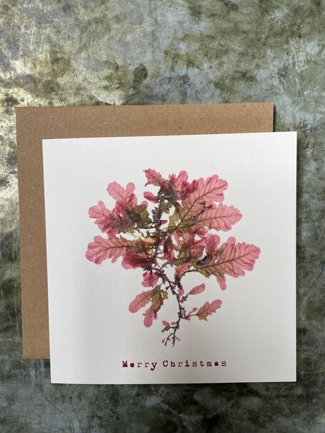 Christmas Card - Sea Oak