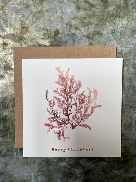 Christmas Card - Red Comb Weed