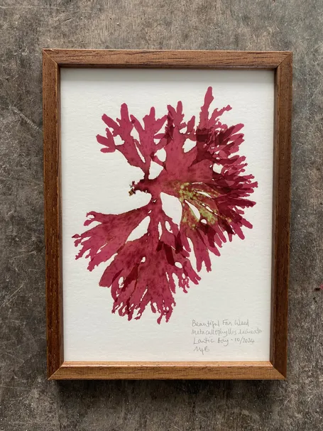 original Mini Framed Seaweed Pressings - Beautiful Fan Weed