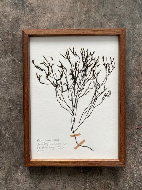 Original Mini Framed Seaweed Pressing - Hairy Sand Weed