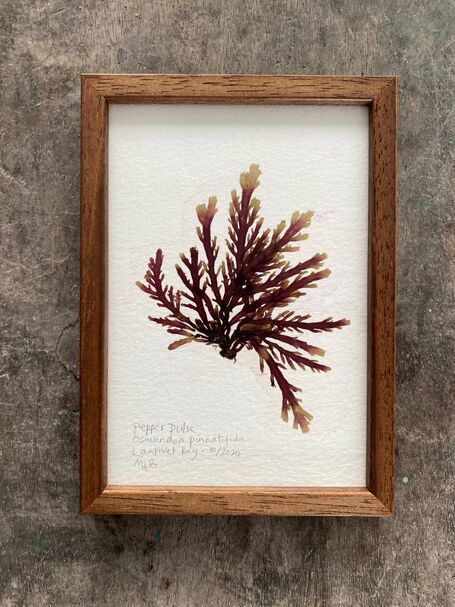 Original Mini Framed Seaweed Pressing - Pepper Dulse