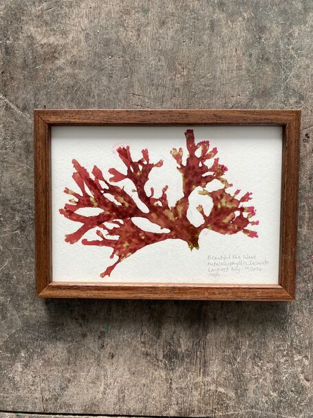 Original Mini Framed Seaweed Pressing - Beautiful Fan Weed