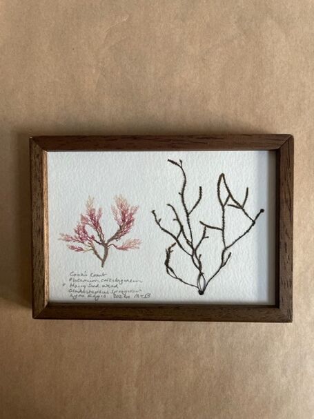 Original Mini Framed Seaweed Pressing - Cock&#039;s Comb &amp; Hairy Sand Weed